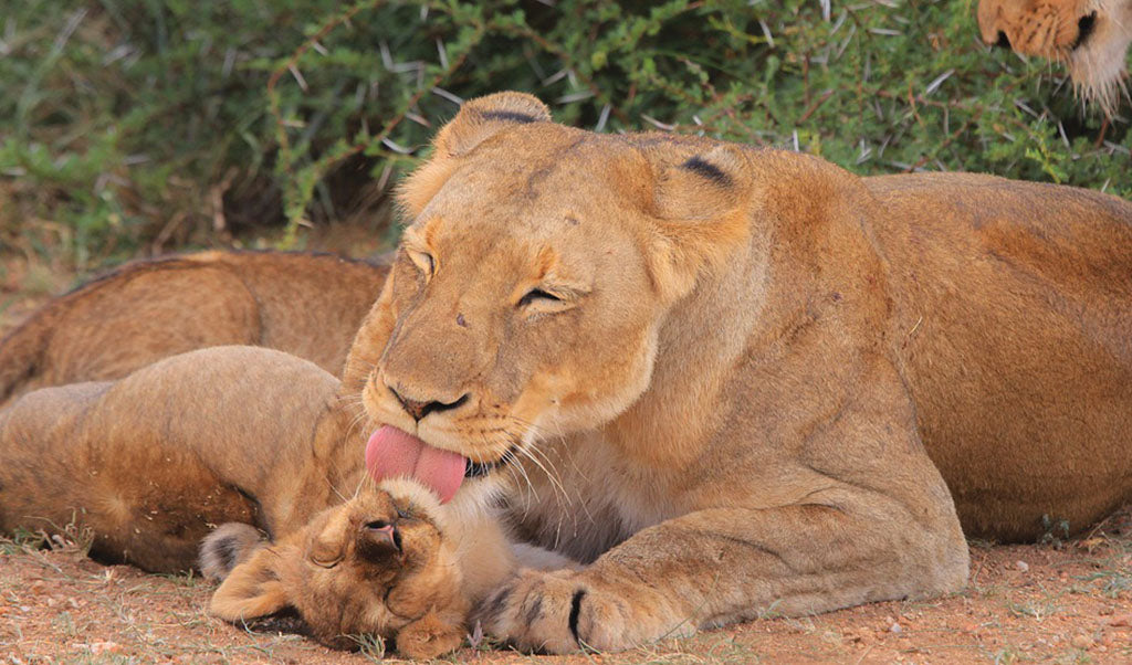 Állatok és kicsinyeik