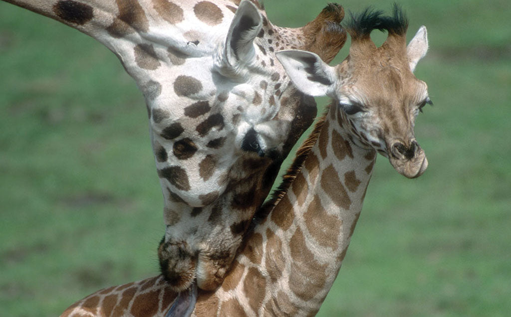 Állatok és kicsinyeik