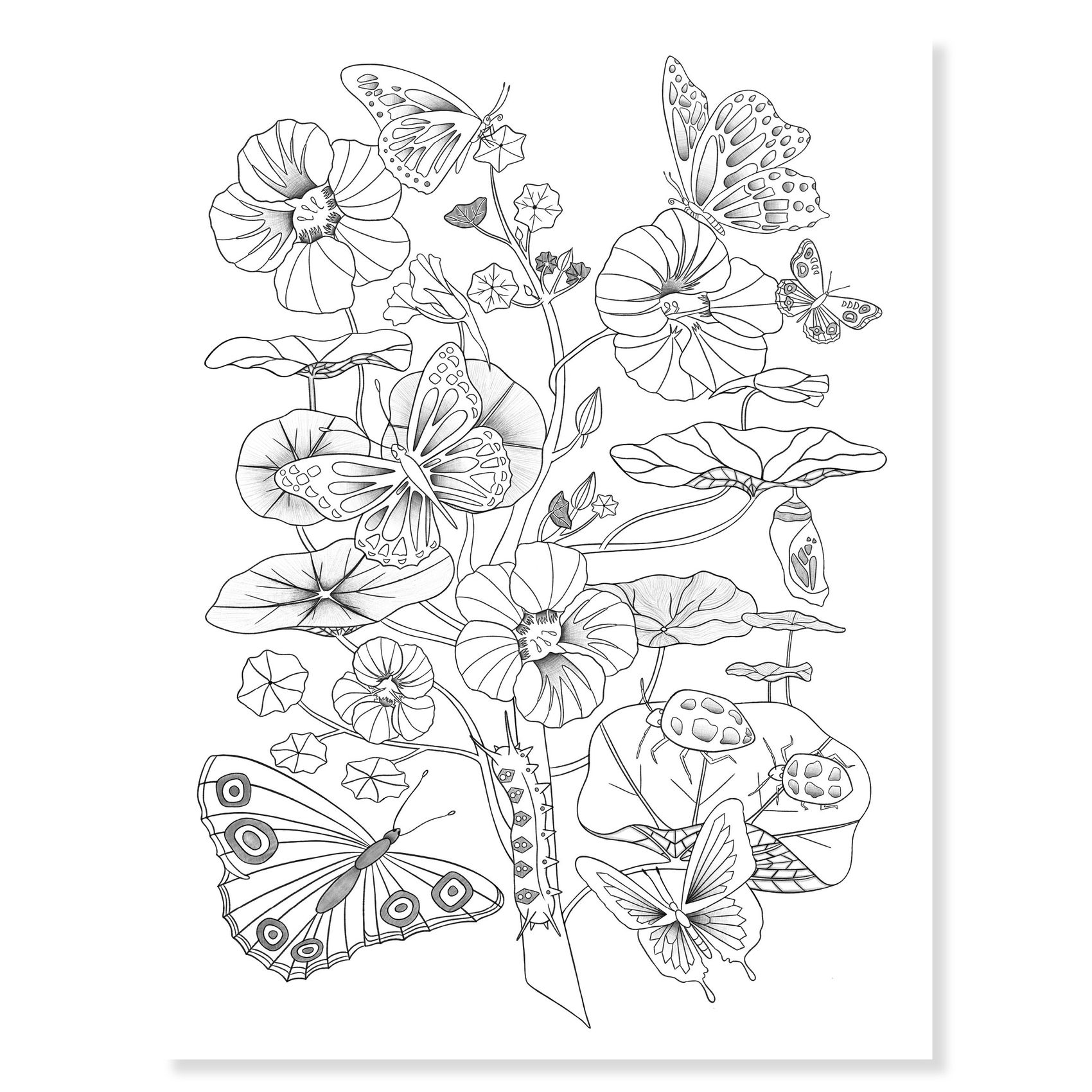 Művészeti műhely - Természetes színezők mappa - Naturalist